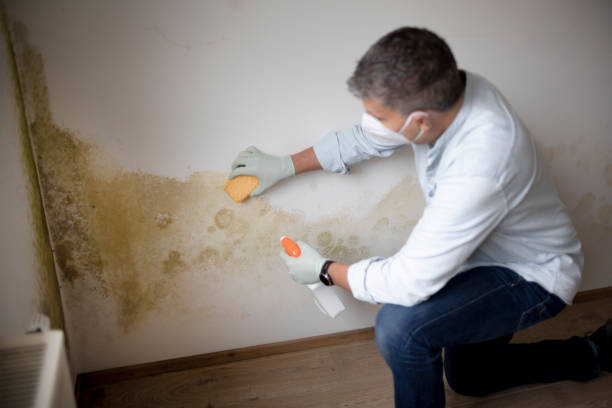 Best Industrial Mold Remediation  in Norwood, OH